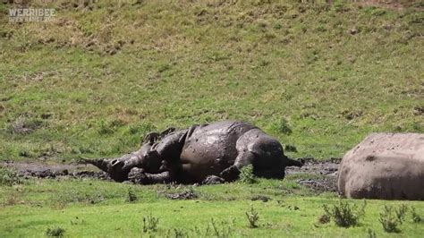 Rhinos Wallow In Mud Baths To Cool Off During Australian Summer Youtube