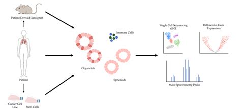 3d Lung Cancer Models Encyclopedia Mdpi