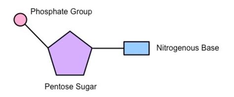 Nucleic Acids Chonp Diagram Quizlet