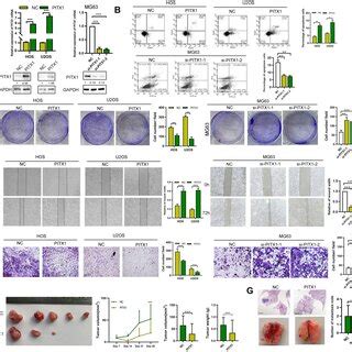 Corrected figure for original Fig. 1D. Wound healing assay was ...