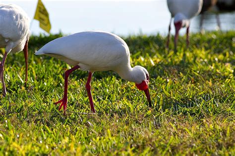 Ann Brokelman Photography White Ibis In Florida 2014