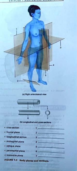 A Right Anterolateral View B Longitudin Cross Section Frontal Plane