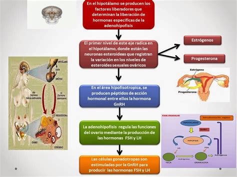 El Blog De Fisiologia De Israel Aramburo Lucas Exposicion 1 Eje Hipotalamo Hipofisis Ovario