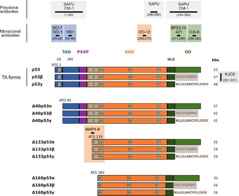 The Human P Protein Isoforms At Least P Protein Isoforms Are