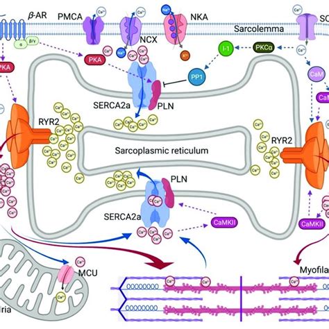 Overview Of Intracellular Ca Cycling In Cardiomyocytes Schematic