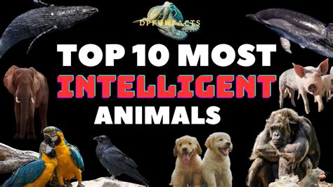 TOP 10 Most Intelligent Animals | DPFunFacts - YouTube