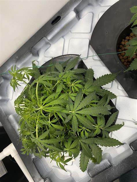 Defoliate Question. Where to remove leaves : r/DWC