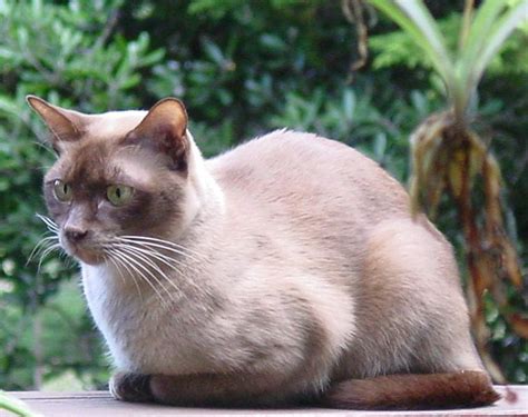 Brazilian Shorthair cat breed