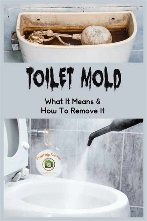 Toilet Mold What It Is How To Remove It And How To Prevent It