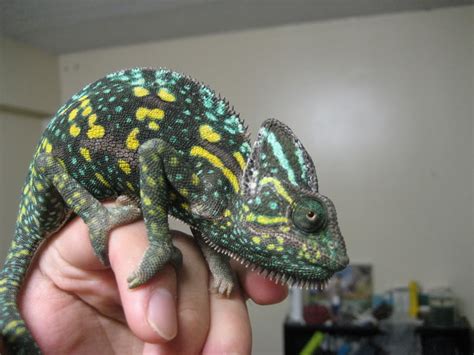 Healthy colors for chameleons - My Pet Chameleon