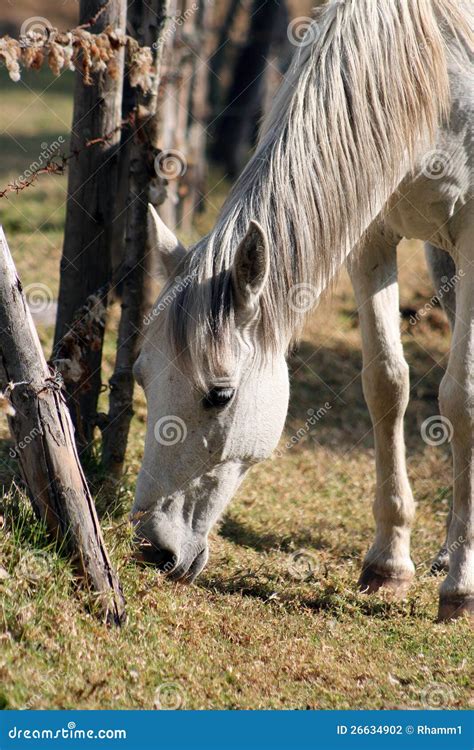 Horse Grazing by a Fence stock photo. Image of eating - 26634902