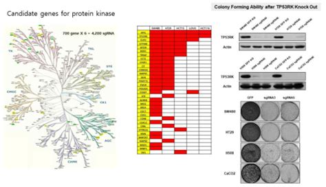 보고서 Crisprcas9 Epigenome Editing Technology 기반의 후성유전학적 상태 변이 조절을 통한