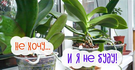 Почему не цветет орхидея: неожиданные и очевидные причины - Со Вкусом