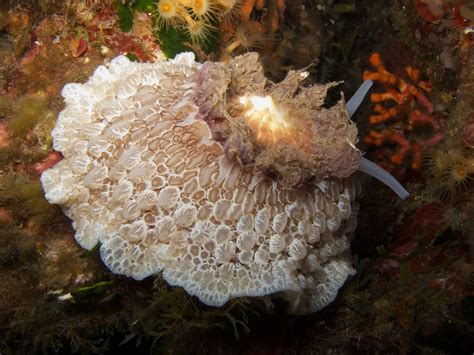 Atlantic Umbrella Slug Reefblitz Common Mollusc Species · Inaturalist