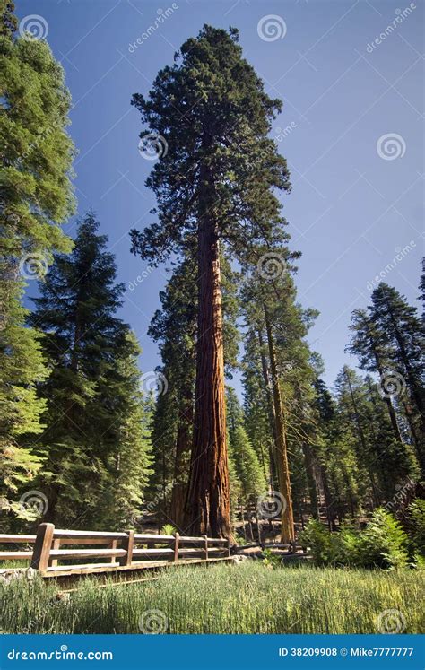 Sequoia Tree Against Blue Sky View From The Bottom, Tallest Tree In The World Royalty-Free Stock ...