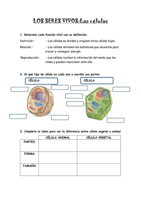 La CÉlula Ficha Interactiva Clases De Celulas Enseñanza Biología Ciencias De La Naturaleza