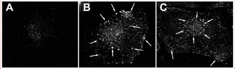 Representative Fluorescence Micrographs From Confocal Microscopy