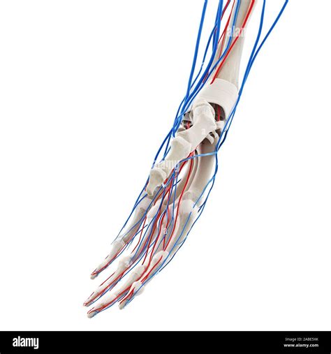 3D prestados ilustración médica exacta de los vasos sanguíneos de la