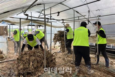 포토 농협경제지주 피해농가 릴레이 일손돕기 네이트 뉴스