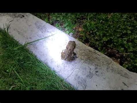 Fijian Cane Toad YouTube