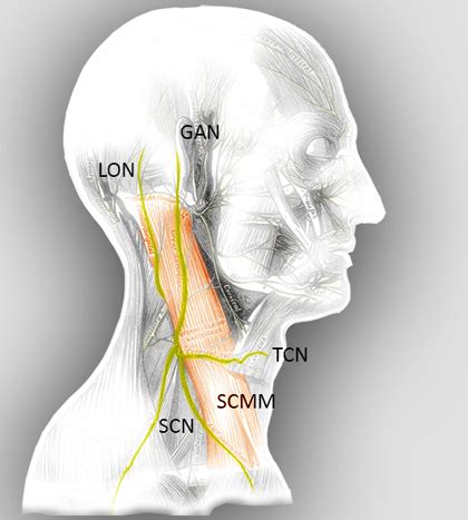 Nerve: Great Auricular Nerve