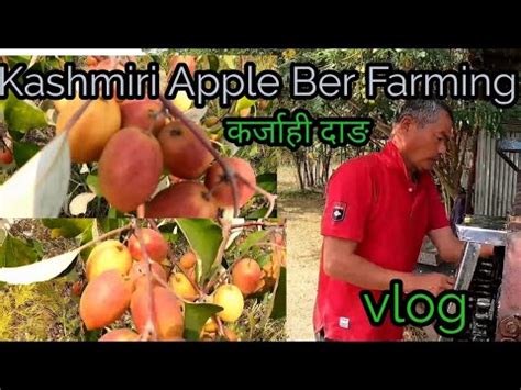 Kashmiri Apple Ber Farming Ghorahi Dang YouTube