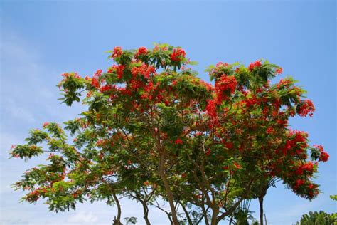 Royal Poinciana Blossoms In Tree Stock Image Image Of Bright