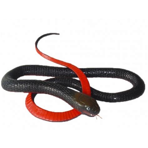 Snake Red Belly Black