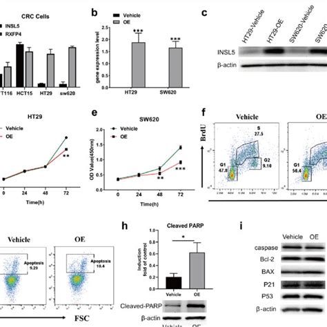 Over Expression Of Insl Inhibited Tumor Cell Proliferation A