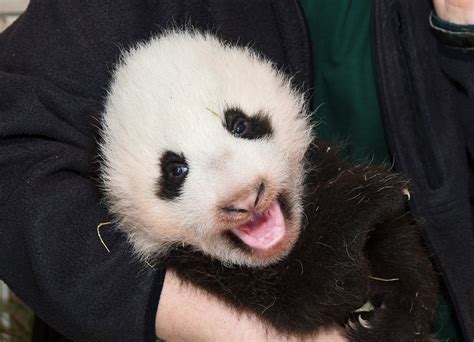 Panda baby at Schönbrunn zoo – Tiergarten Schönbrunn