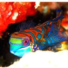 A tropical Goby fish. So pretty! Saltwater Aquarium, Underwater World, Amazing Nature, Under The ...