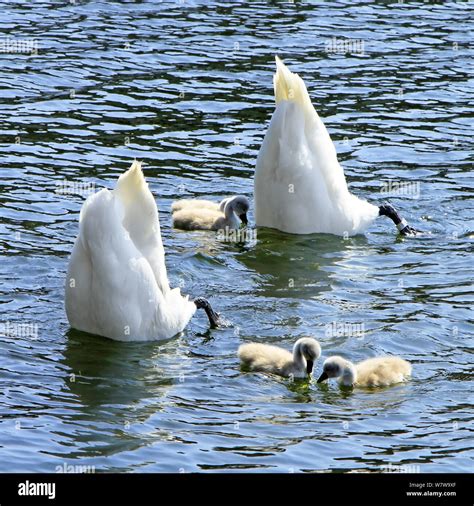 Upside Down Ducks Swimming