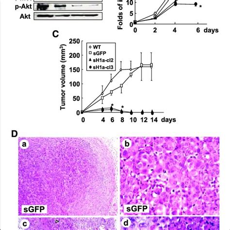 Expression Of IGF II And TGF A MRNA In HIF 1a Knockdown Cells And The