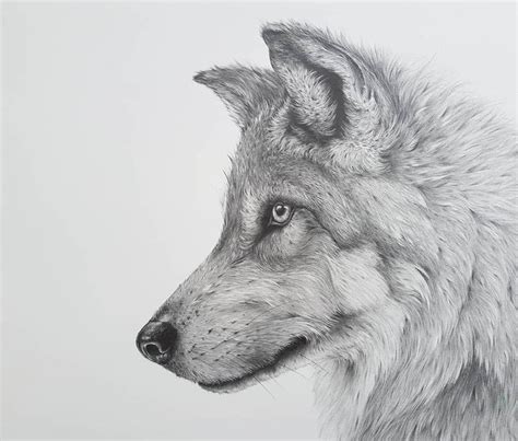 Gray Wolf - Detailed Black and White Wildlife Drawings