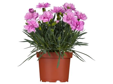 OBI Hvozdík sivý Pink Jewel růžový pr květináče cca 9 cm x 9 cm