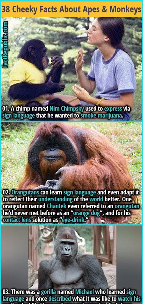 38 Cheeky Facts About Apes Monkeys You Should Know Artofit