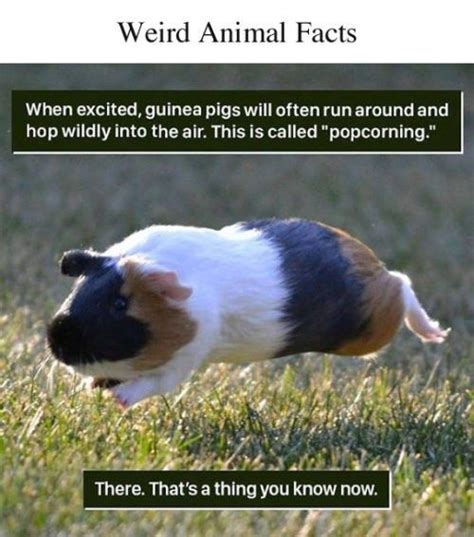 18 Weird Animal Facts You Can Probably Live Without | Fun facts about ...