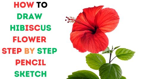 How To Draw Hibiscus Flower Step By Step Pencil Sketch Youtube