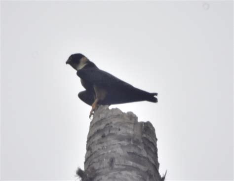 Halcón murcielaguero desde Cerro Del Toro 28868 Manzanillo Col