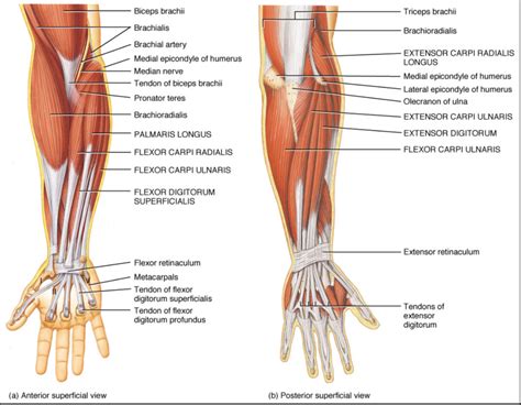 Actions Of Forearm Muscles Diagram Quizlet