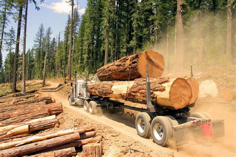 Columbia Timber Company Land Management Biomass Harvesting