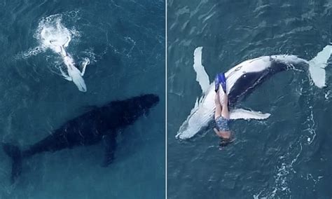 Incredible Moment A Woman Swims With A Baby Humpback As Its Mother