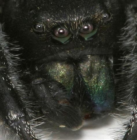 Large Black Furry Jumping Spider The Backyard Arthropod Project