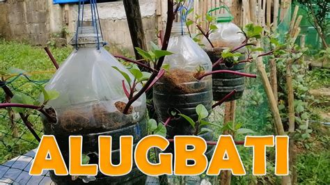 Alugbati In A Container Malabar Spinach From Planting To Harvest