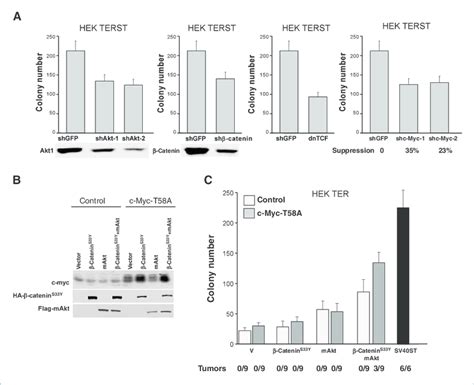 Cooperation Between B Catenin C Myc And Akt In Cell Transformation