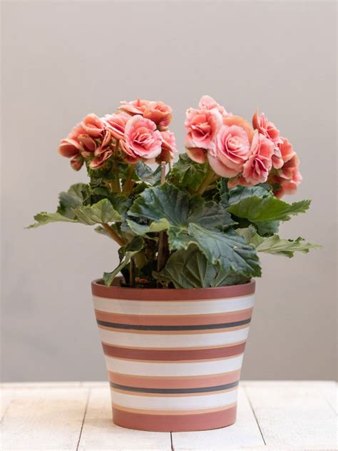 how to care for begonias 7