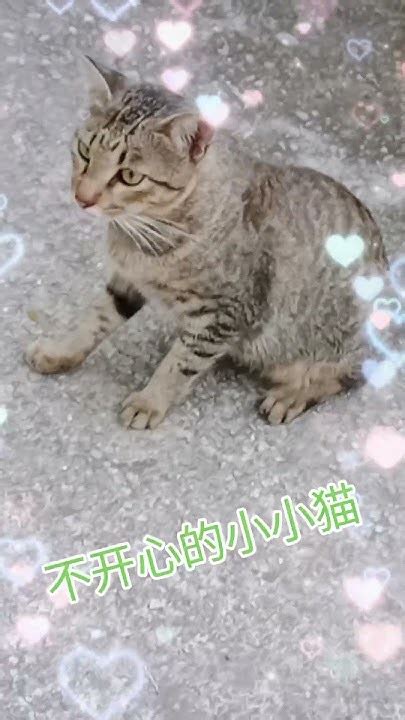 邻居家的猫猫 Cute Cat 小動物 幸福 Animal Pets 感恩一切善因緣 正能量 Kitten Funny