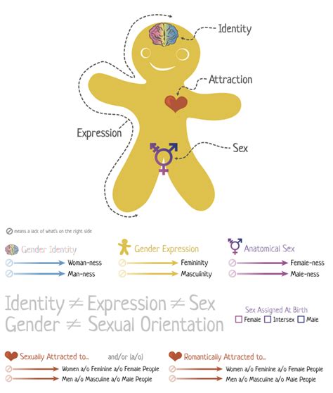 Genderbread Man Diagram | Quizlet