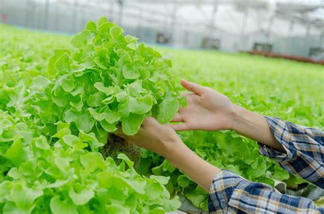 Salade Feuille de chêne blonde Les Jardins du Ried