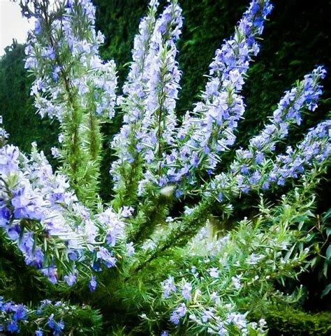 Tuscan Blue Rosemary Bushes For Sale The Tree Center